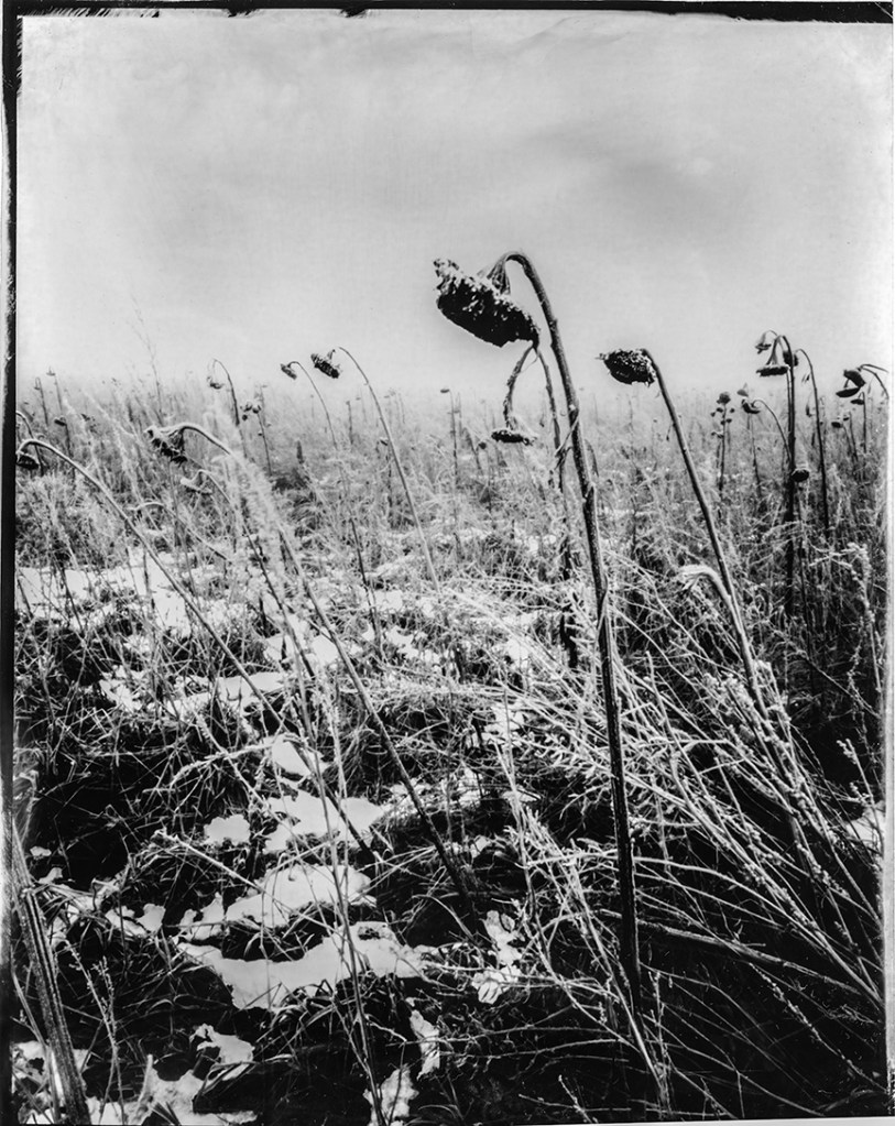 Sunflower analog photography